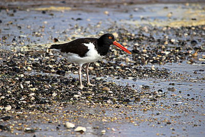 Side view of bird on beach