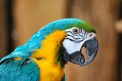 Close-up of a peacock