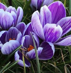 Close-up of purple flower blooming against blue sky