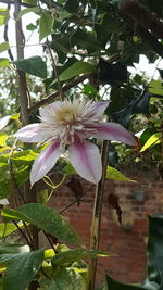 Close-up of purple flowering plant