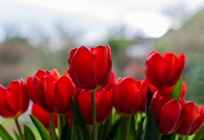 Close-up of red tulip