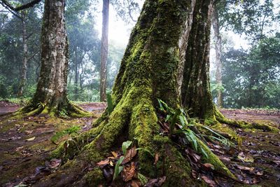 Trees growing in forest