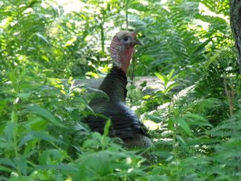 Low angle view of bird on branch