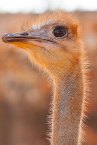 Close-up of a ostrich looking away