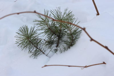 Close-up of pine tree branch during winter