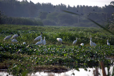 Birds on field against plants