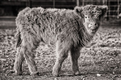 Close-up of a sheep on field