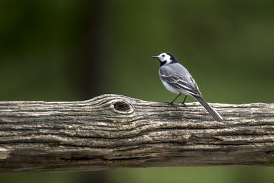 Close-up of bird perching on wood