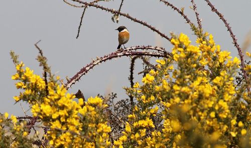 Low angle view of bird perching on branch