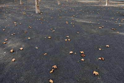 Fall leaves on concrete empty outside space