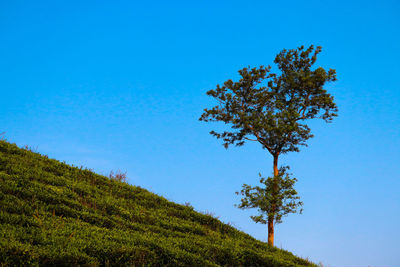 Low angle view of trees on field against clear blue sky