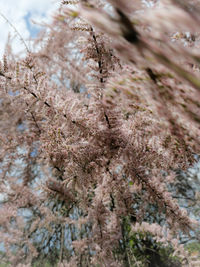 Low angle view of cherry blossom tree