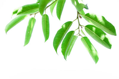 Close-up of plant against white background