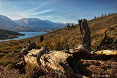 Driftwood on landscape against sky