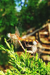 Close-up of insect on leaf