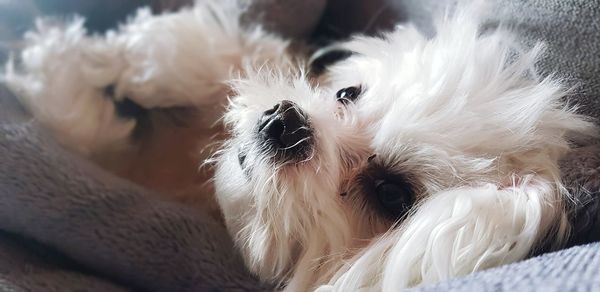 Close-up portrait of dog lying down