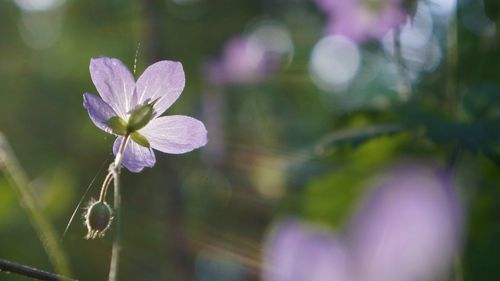 Close-up of purple flowering plant