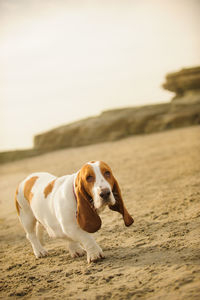 Close-up of basset hound dog standing on beach