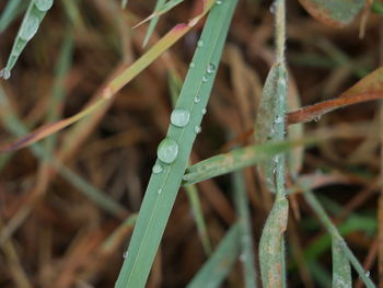Close-up of wet grass