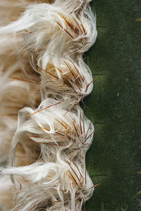 High angle view of feather on table
