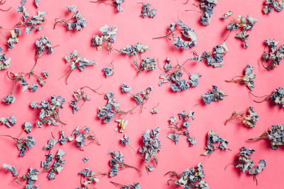 Full frame shot of wilted flowers on pink background