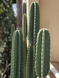 Close-up of succulent plant