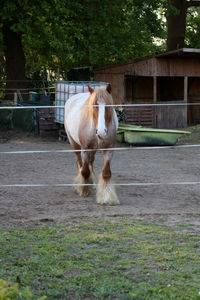 Horse standing in a farm