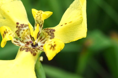 Close-up of yellow flowering plant