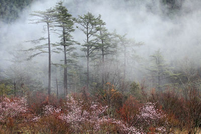 Trees in forest against sky