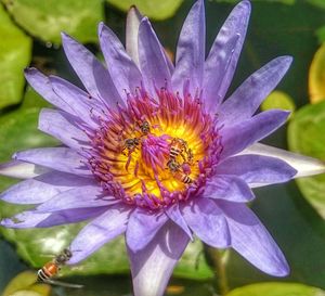 Close-up of purple flower blooming outdoors