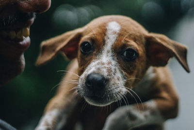 Close-up portrait of dog holding by man outdoors