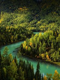 Scenic view of lake in forest