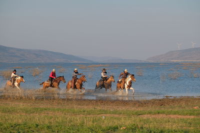 Horses on a field