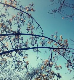 Low angle view of tree against sky