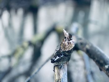 Close-up of butterfly on wood