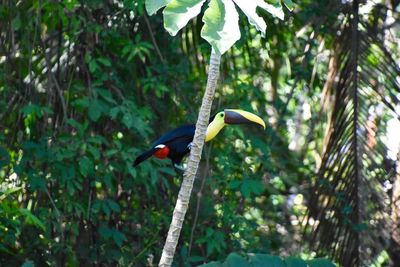 Bird perching on branch