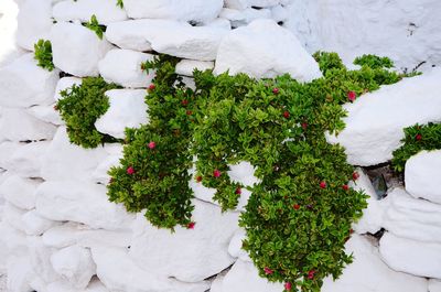 Plants growing amidst stacked rocks