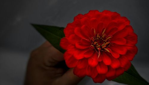 Close-up of hand holding daisy