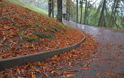 Fallen tree in forest