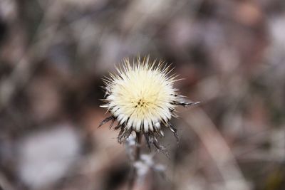 Close-up of white dandelion flower