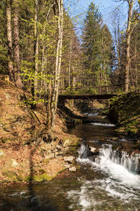 Stream flowing in forest