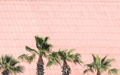 Plants against sky