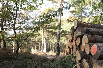 Trees in forest