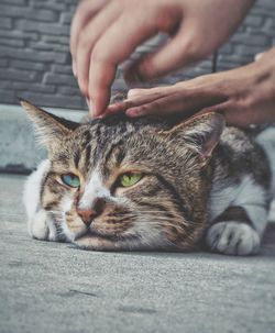 Close-up of hand touching cat