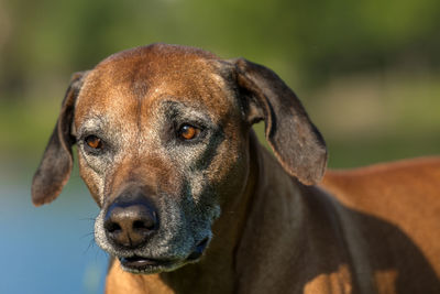 Close-up portrait of a dog