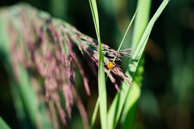 Close-up of butterfly pollinating on flower