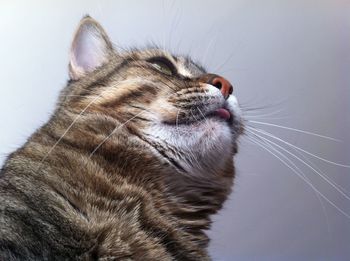 Close-up of cat