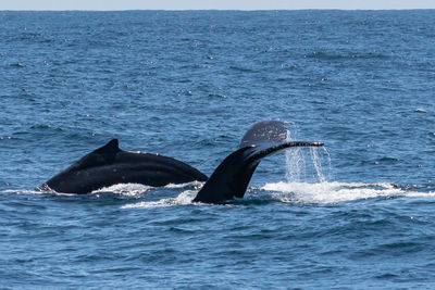 View of whale swimming in sea