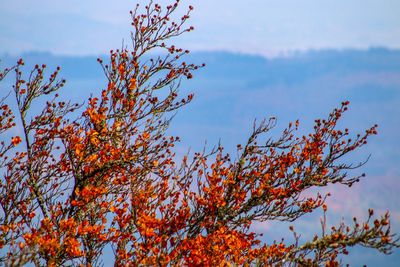 Low angle view of autumn tree against sky