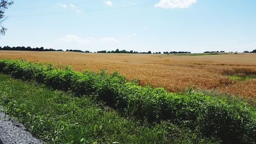 Scenic view of field against sky